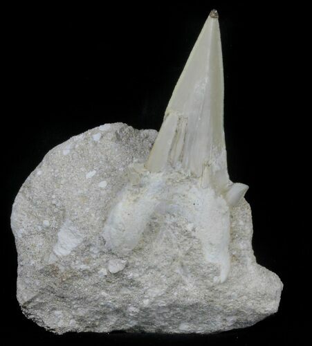 Otodus Shark Tooth Fossil In Rock - Eocene #60200